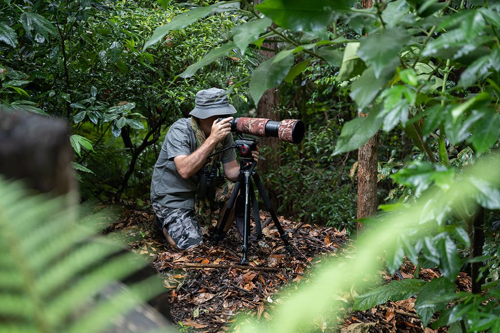 Tim Siggs - Australian Bird Media