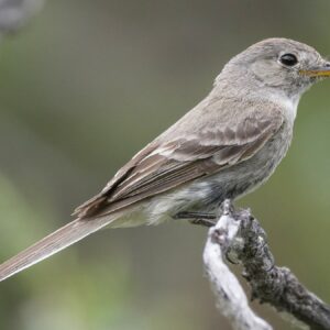 Flycatchers