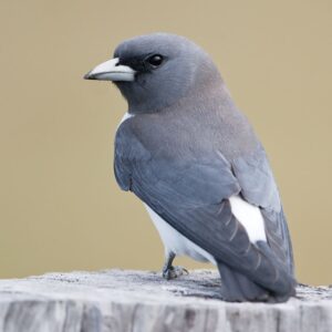 Woodswallows, Butcherbirds & Allies